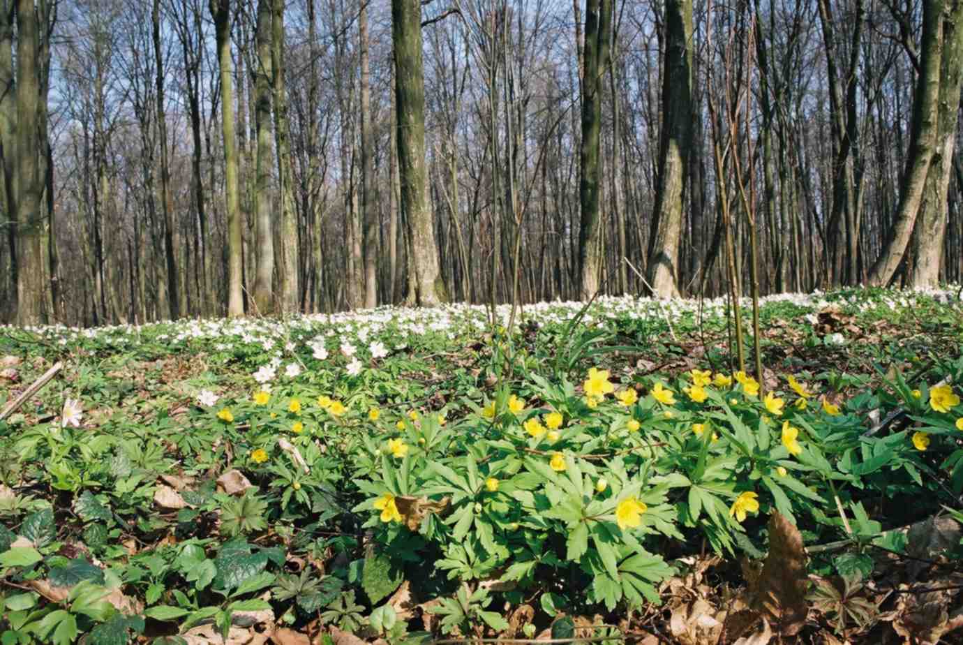  Image name: anemone comune3.jpg 
 width: 1380 pixel 
 height: 924 pixel 
 Size: 147005 bytes 
 Click to enlarge 